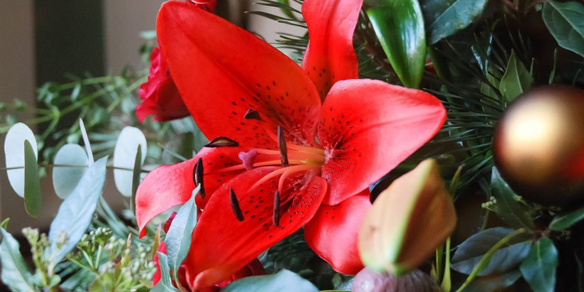 Lily Original Love - Product on Thursd