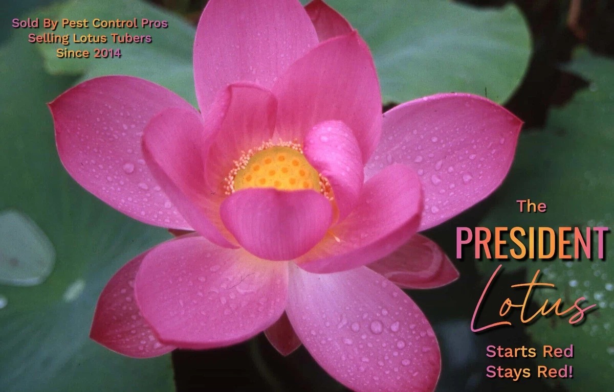 Live Lotus Plants