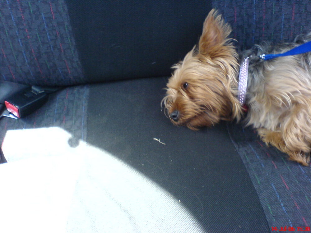 Small dog lying on a car's rear bench beside a visible seat-belt buckle