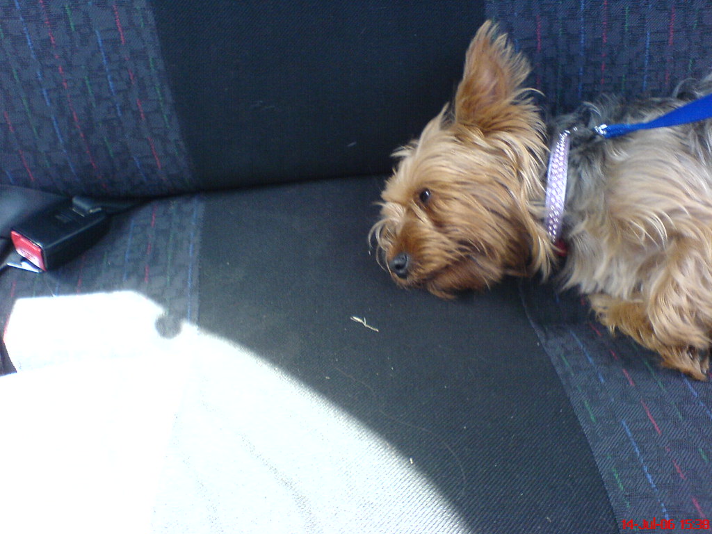 Small dog lying on a car's rear bench beside a visible seat-belt buckle