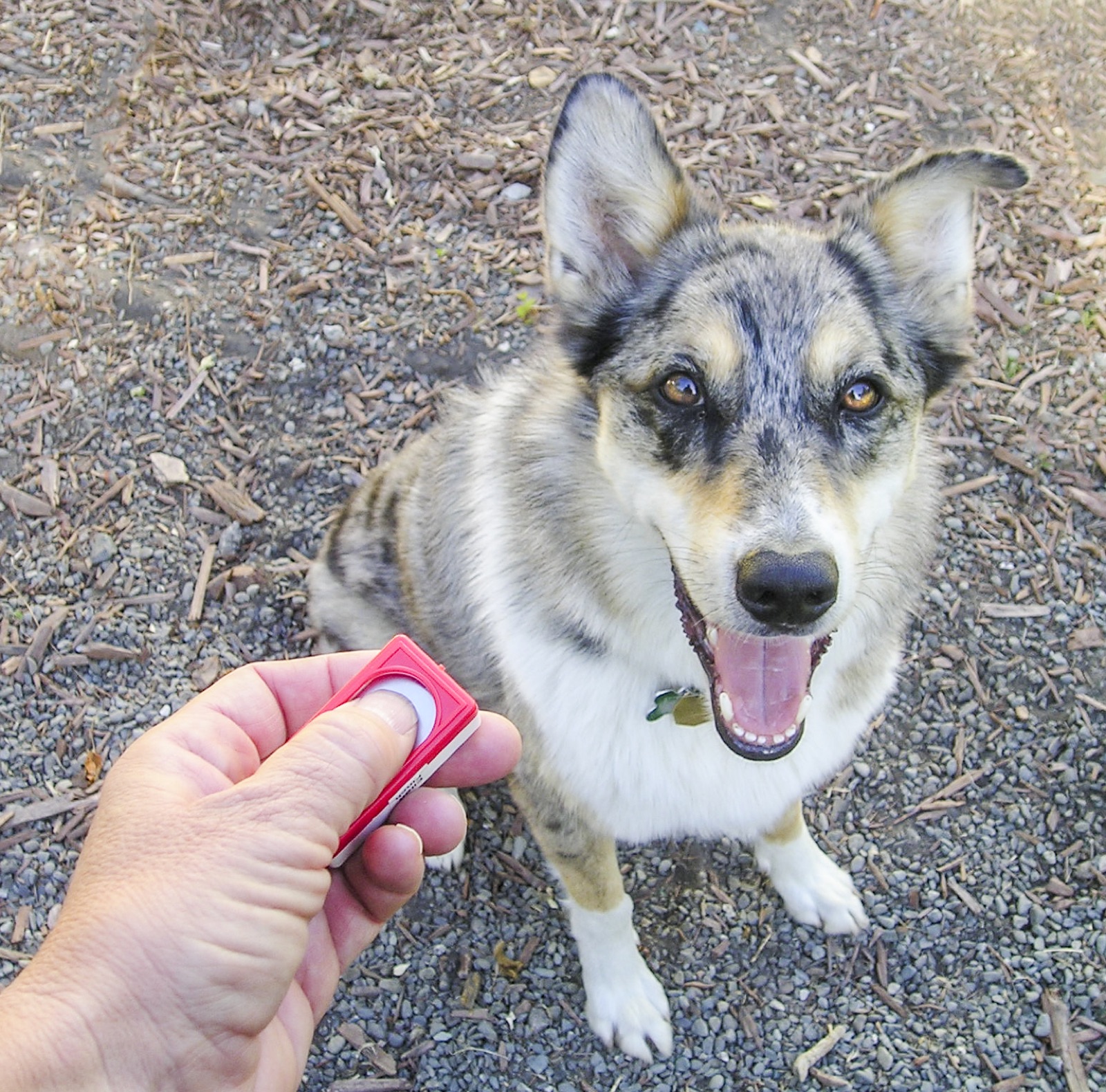 Dog receiving clicker training, showing the real training context for a mechanical pet clicker