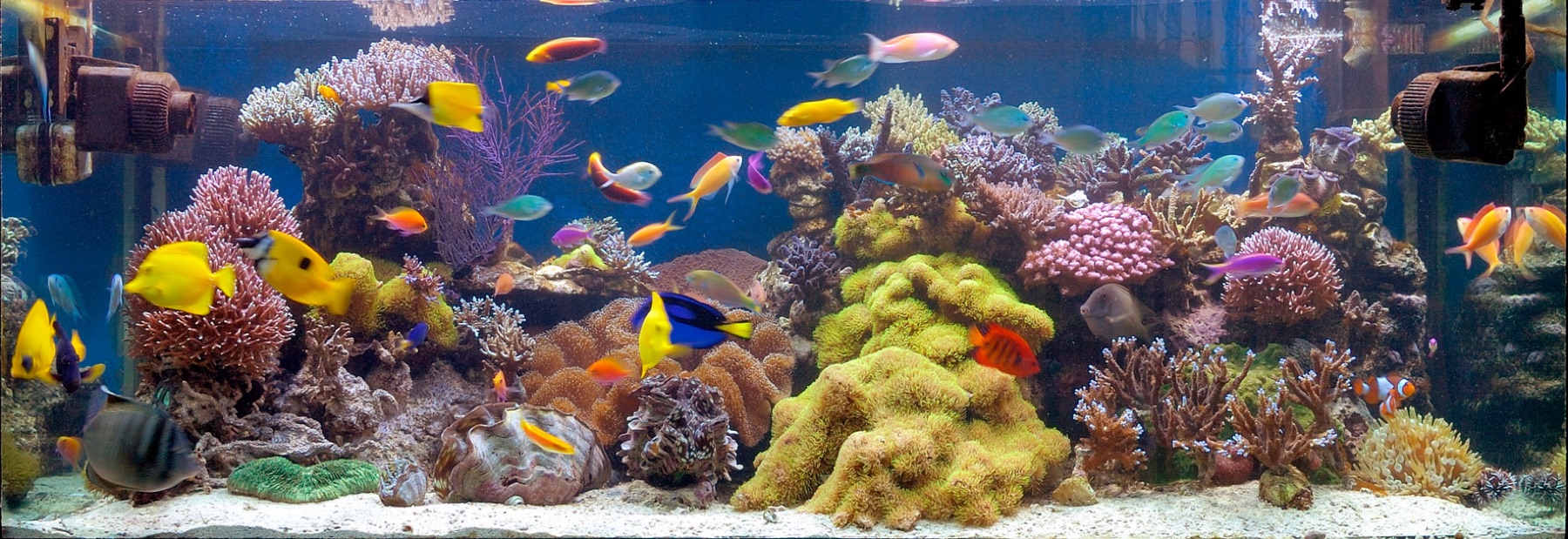 Home reef aquarium with corals and fish, illustrating a complete tank setup