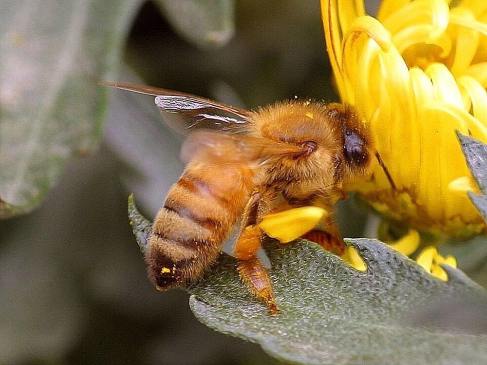 Close-up photo of a honeybee on a flower, illustrating the insect that inspires bee-themed toys
