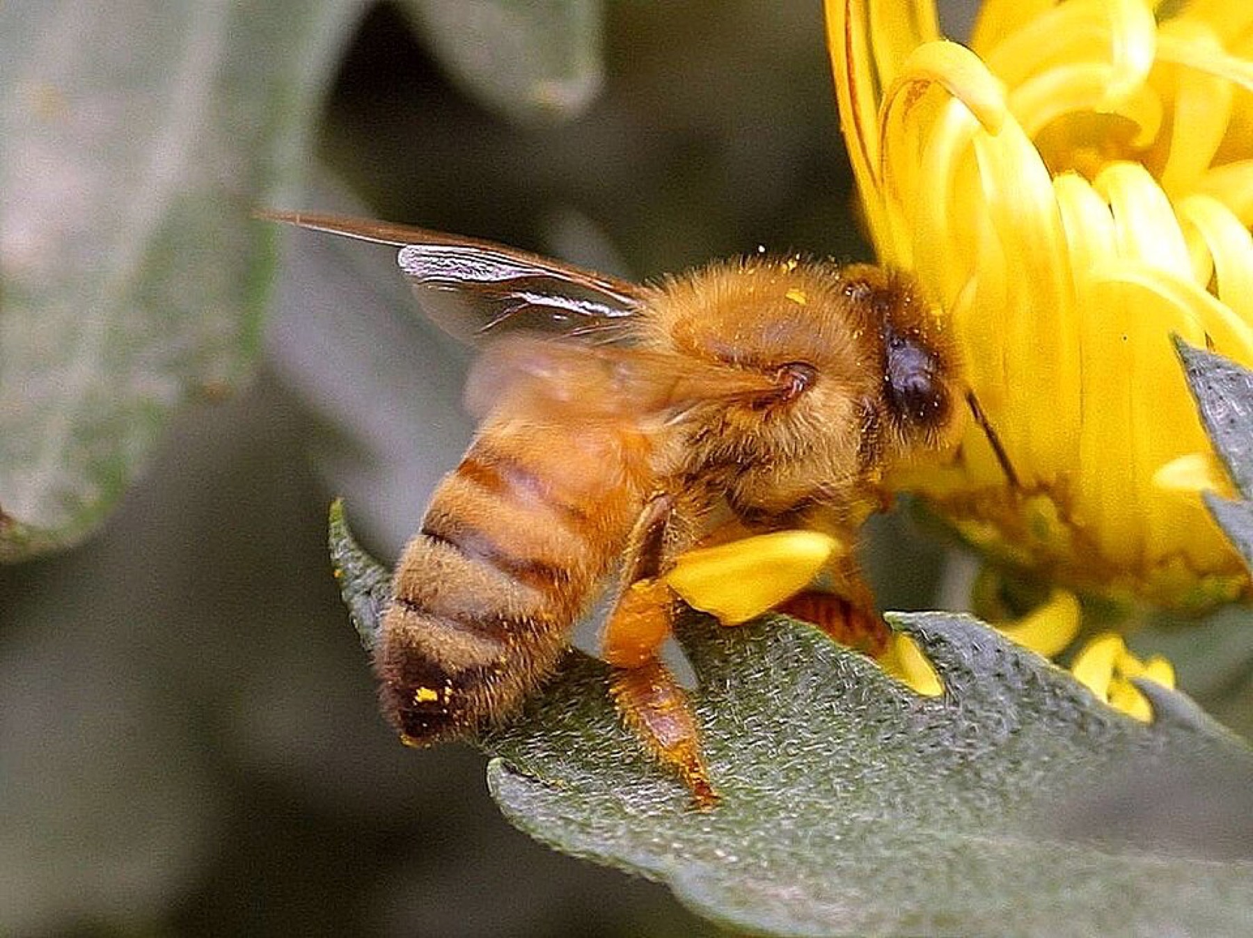 Close-up photo of a honeybee on a flower, illustrating the insect that inspires bee-themed toys
