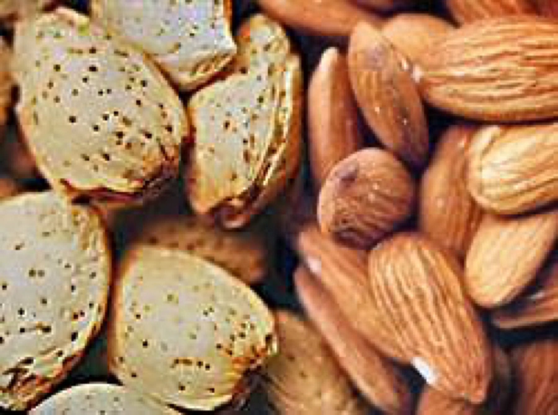Loose raw almonds used for baking and snacking