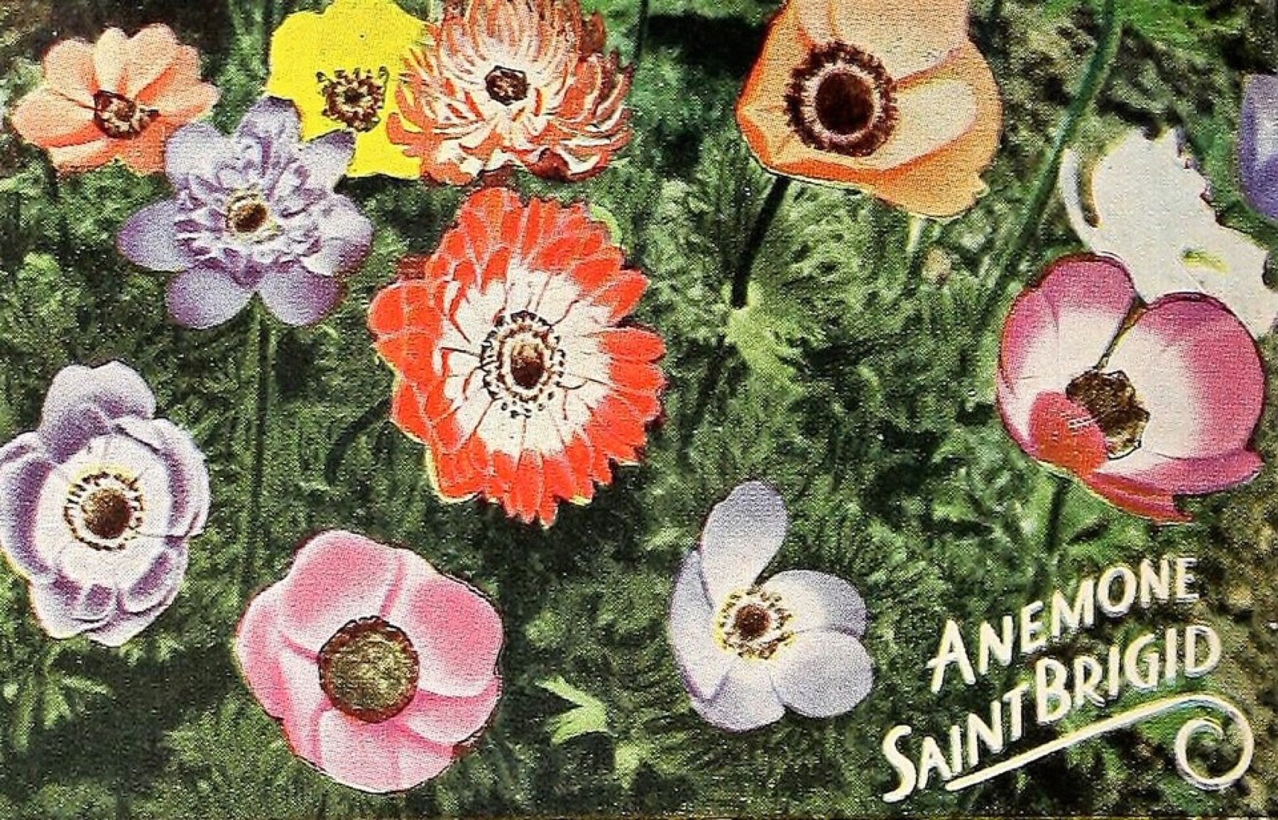 St. Brigid anemone flowers in mixed double colors
