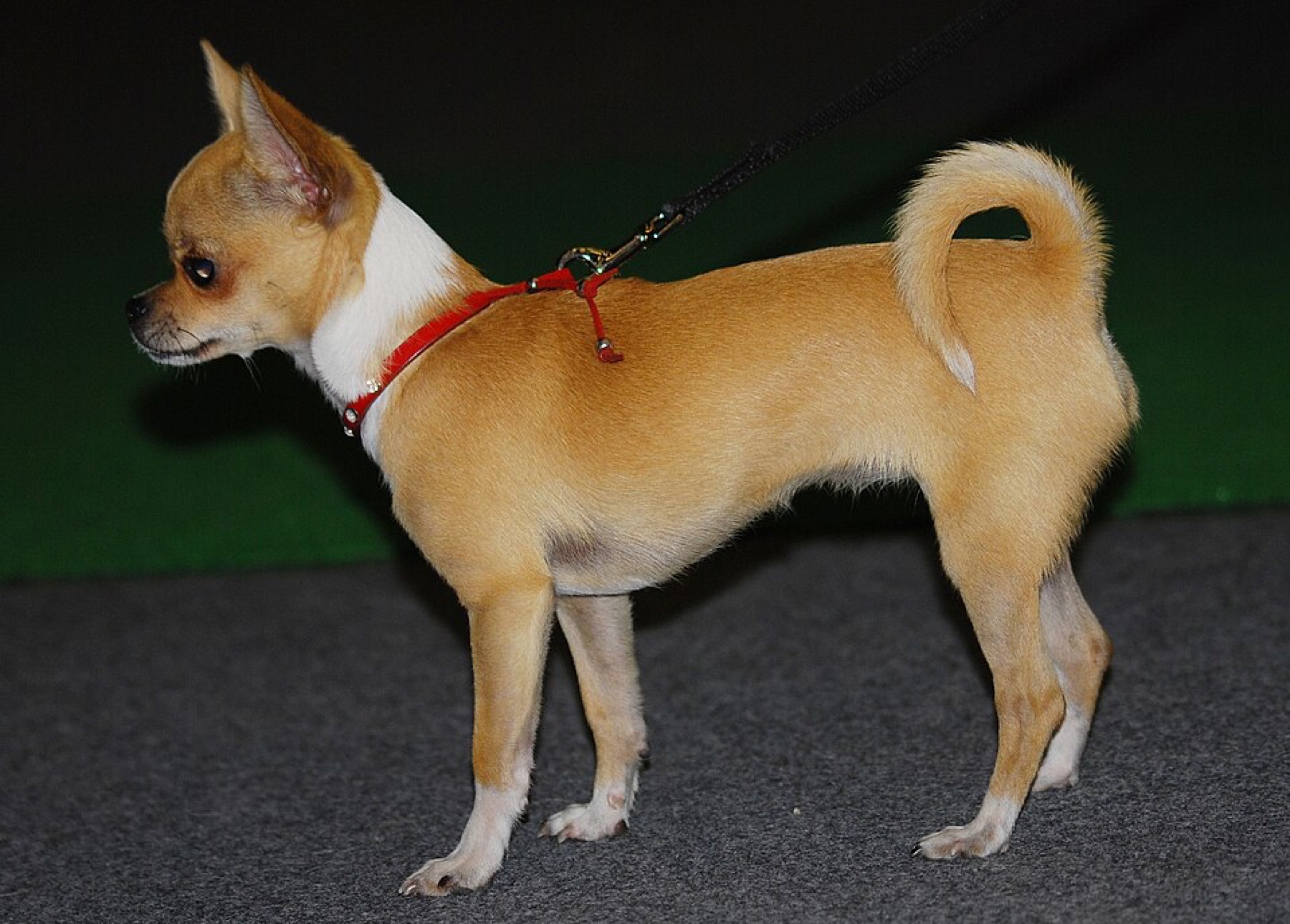 Short-haired Chihuahua dog standing on grass, showing the real breed that plush toys try to imitate