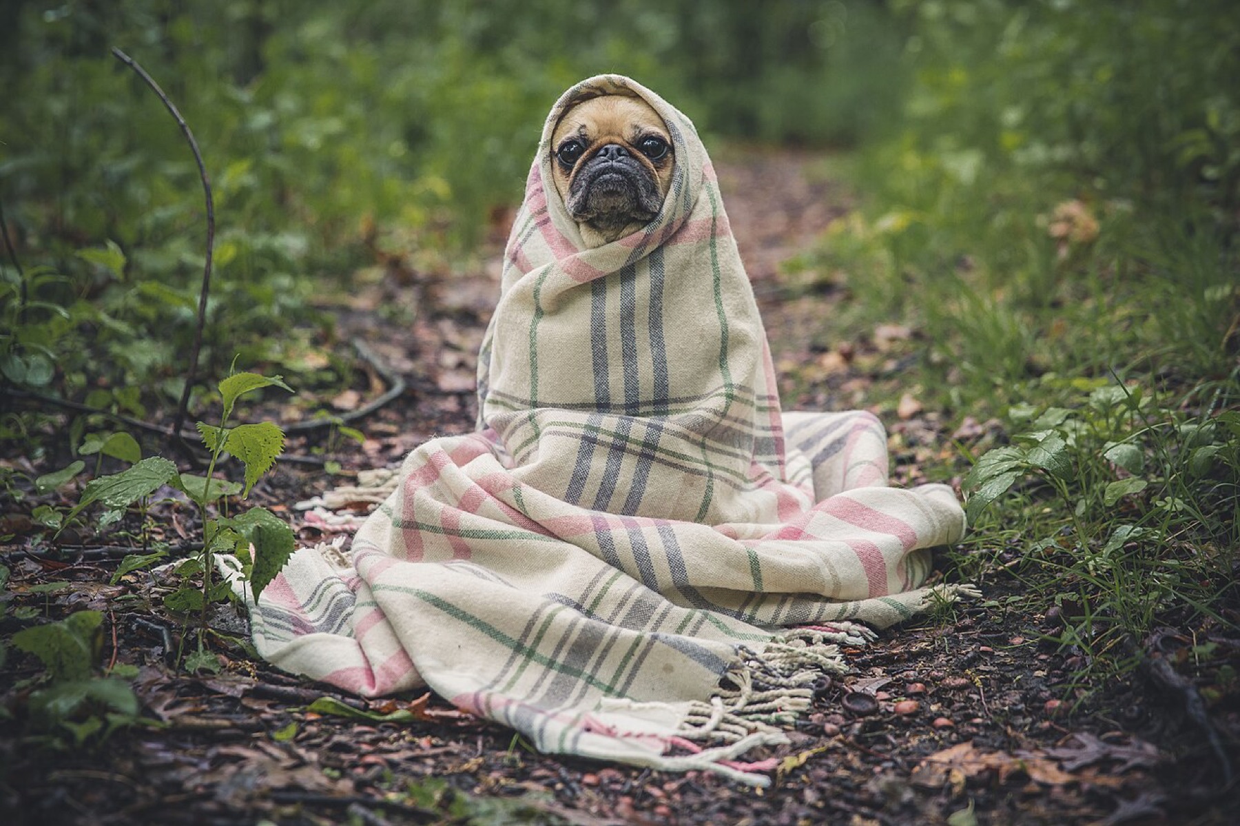Small dog wrapped cozily in a blanket, illustrating gentle, non-restrictive coverage rather than heavy pressure