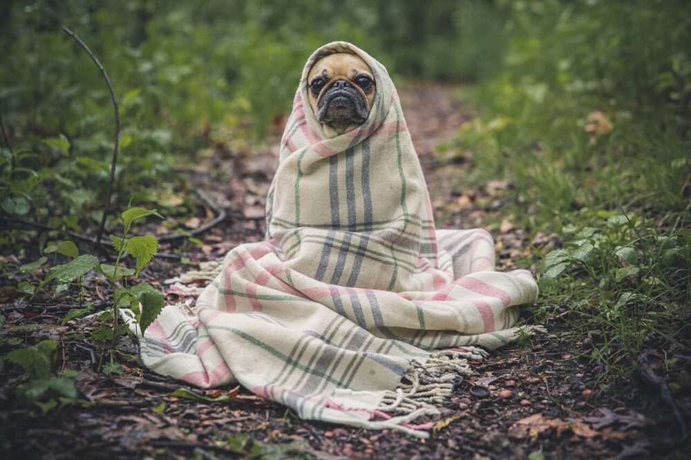 Small dog wrapped in a cozy blanket on a couch
