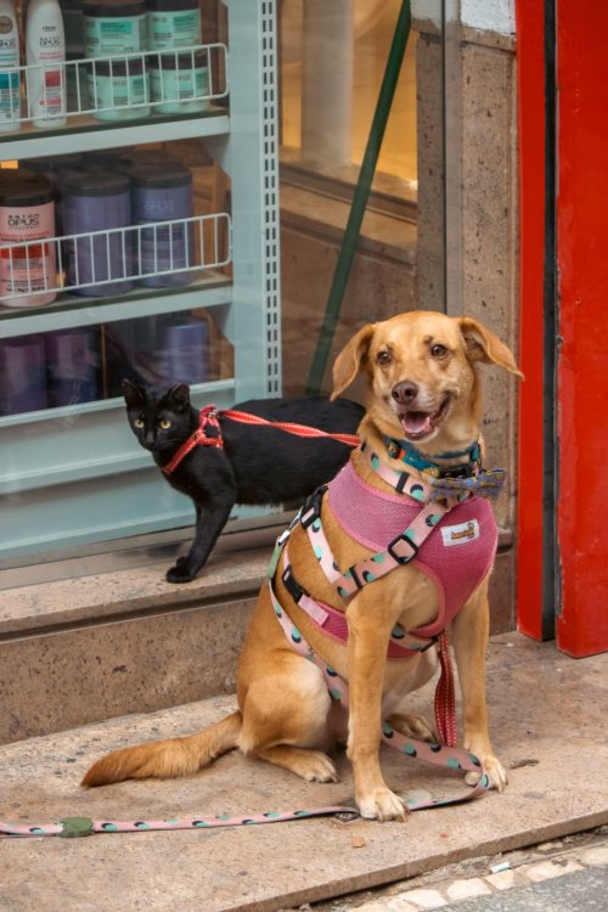 Dog and cat outside a store, representing sourcing choices for a Shopify pet brand
