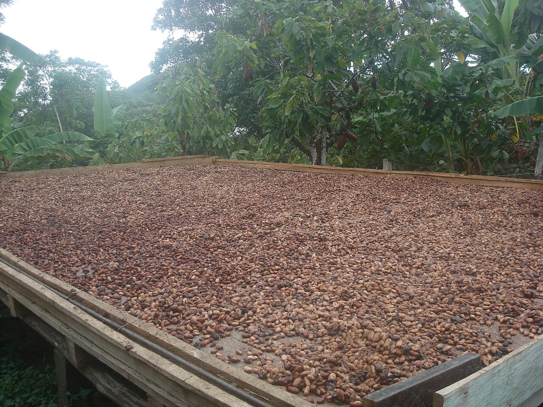 Cocoa beans drying before packing for export