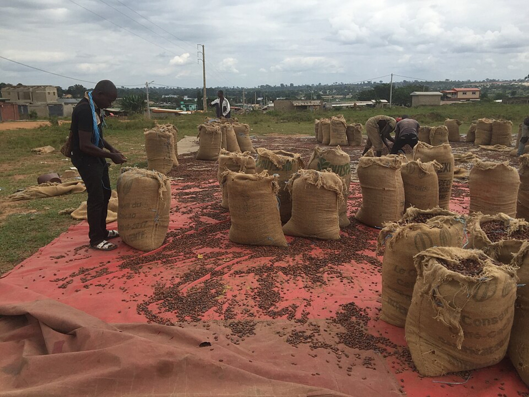 Cocoa beans in sacks and retail packs illustrating industrial vs consumer packaging