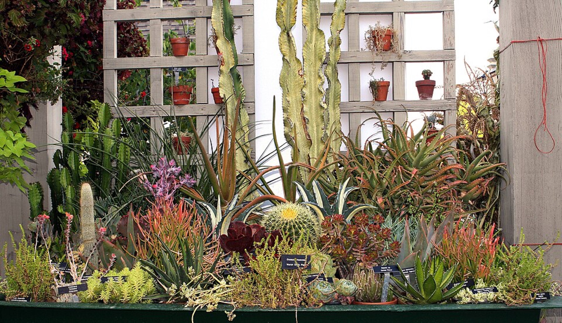 Assorted live succulents in pots, visually similar to artificial succulent arrangements buyers might source on DHgate