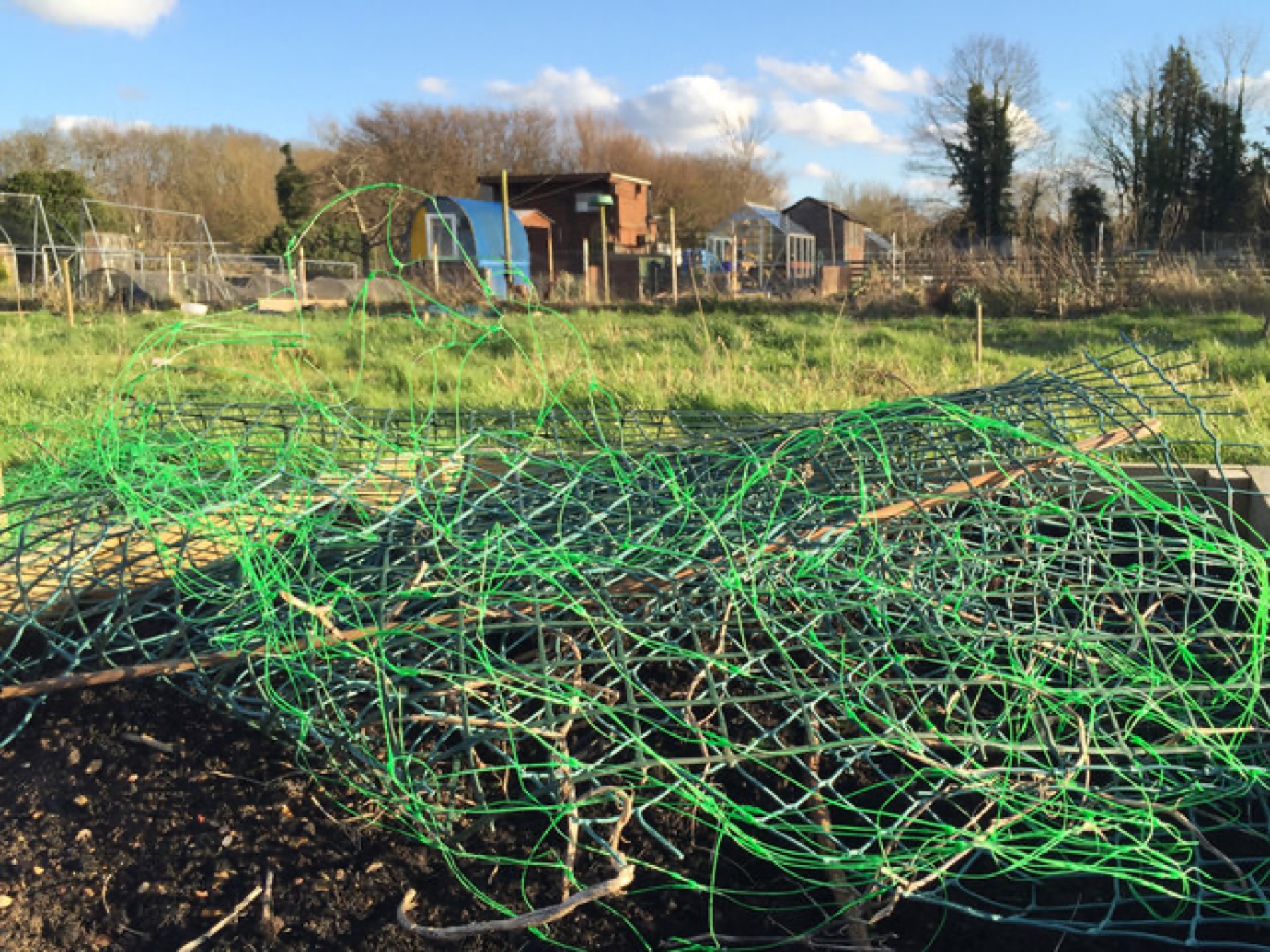Discarded plastic netting near garden plots