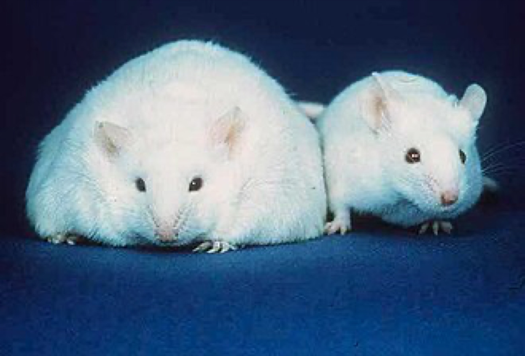 Stylized image of an overweight mouse, used as a visual metaphor for weight and obesity.