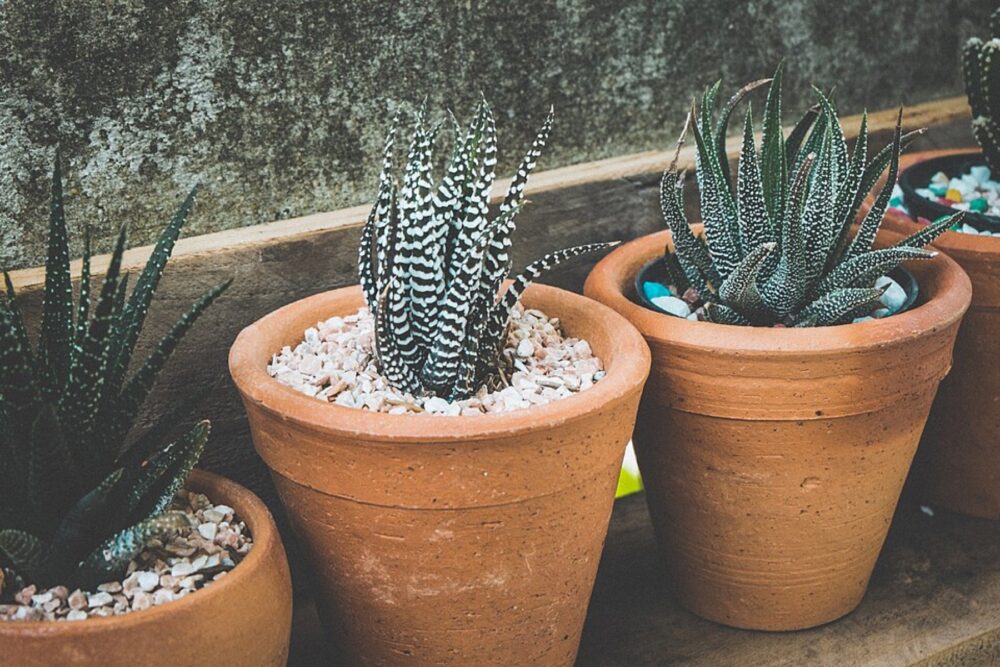 Assorted mini succulents in small pots on a tabletop