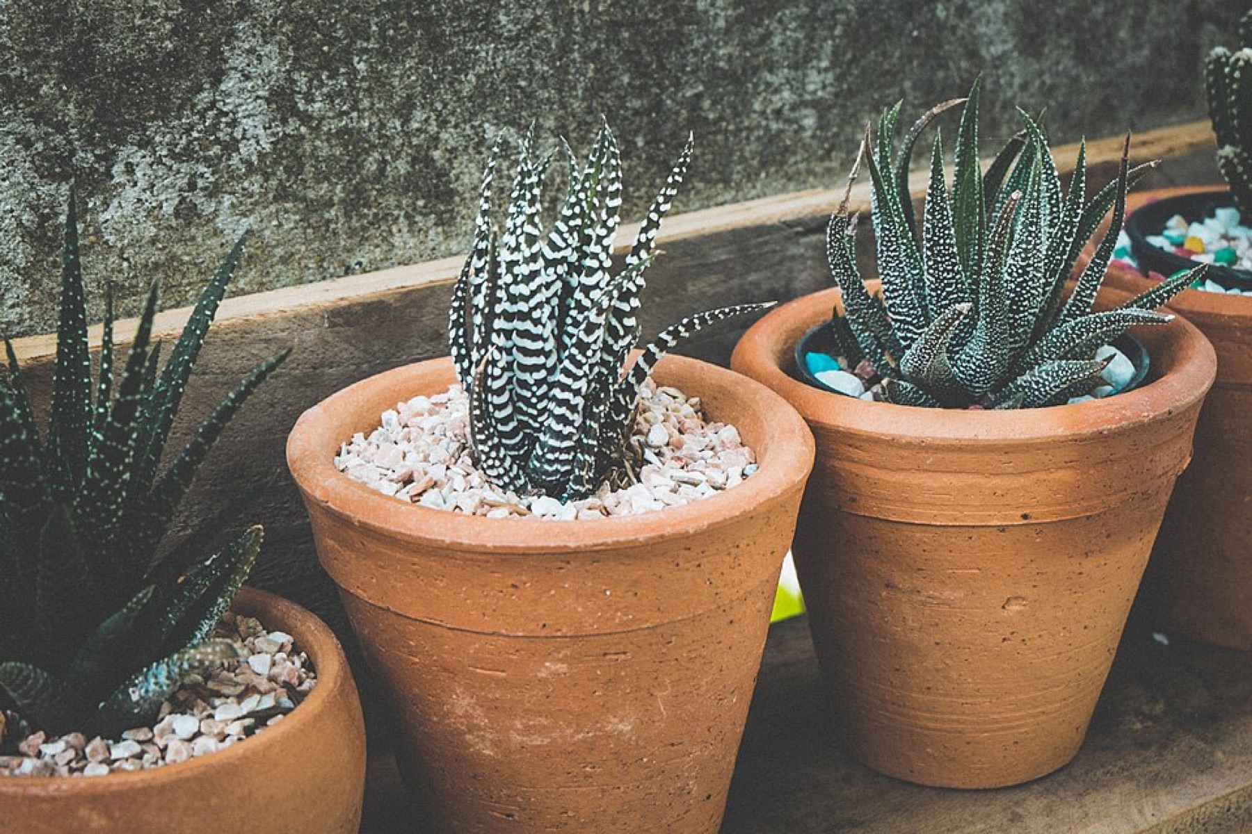 Assorted mini succulents in small pots on a tabletop