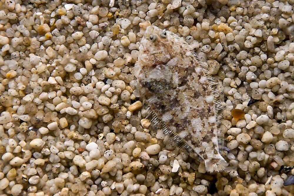 Close-up of camouflage pattern inspired by natural concealment