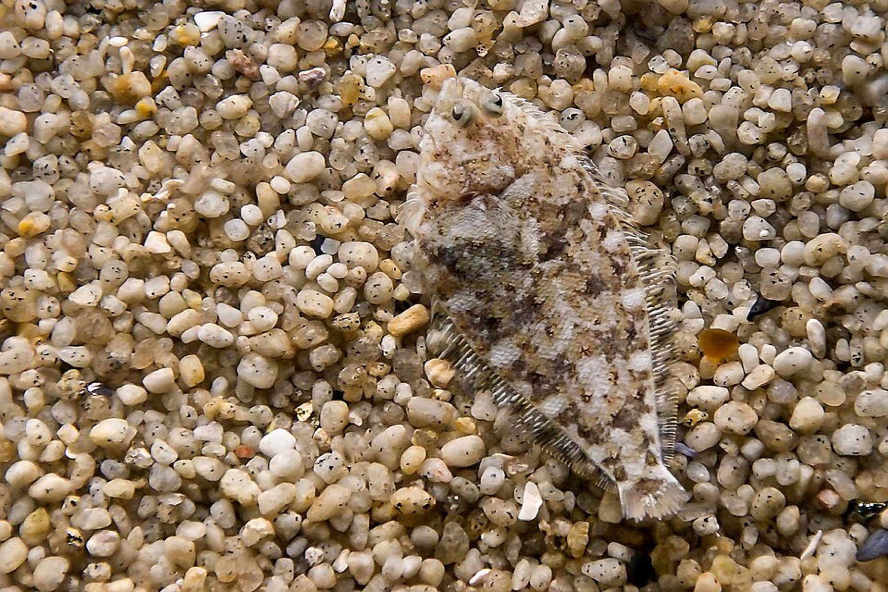 Close-up of camouflage pattern inspired by natural concealment