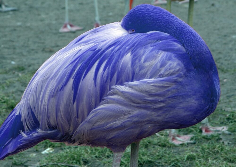 Blue flamingo yard statue illustration