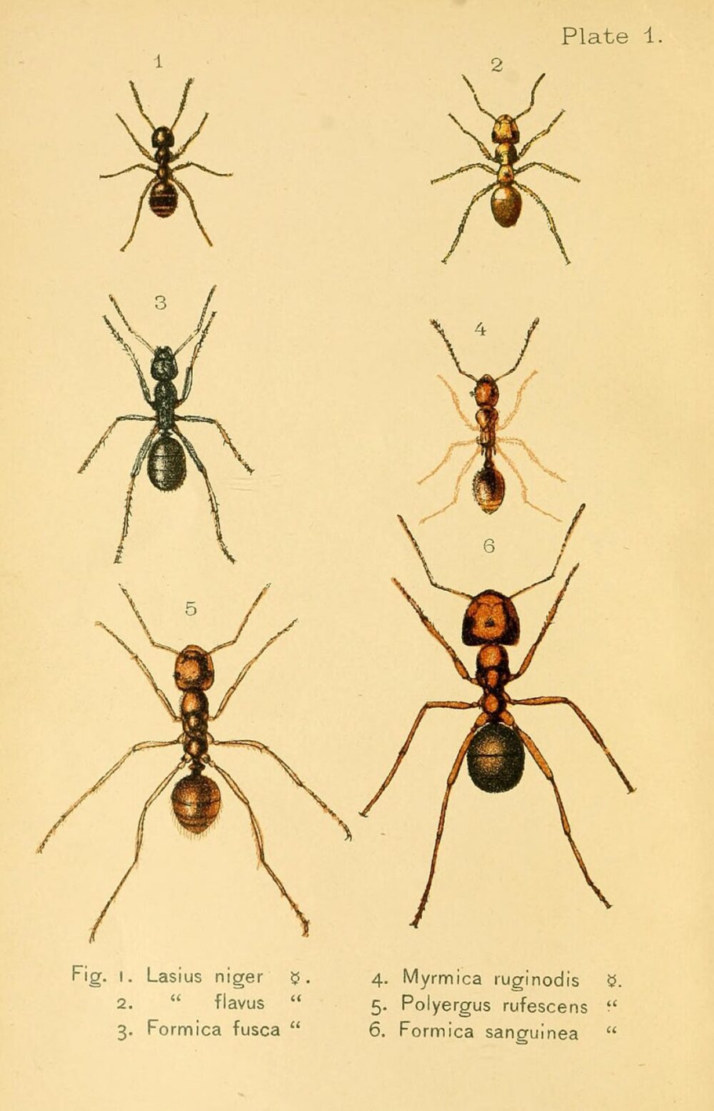 Illustration of ants and related insects used in educational contexts