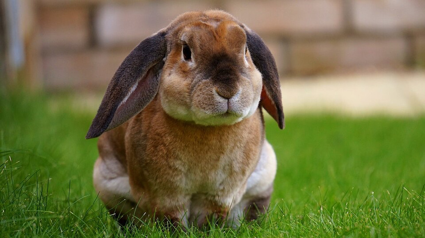 Floppy bunny plush toy lying on a surface