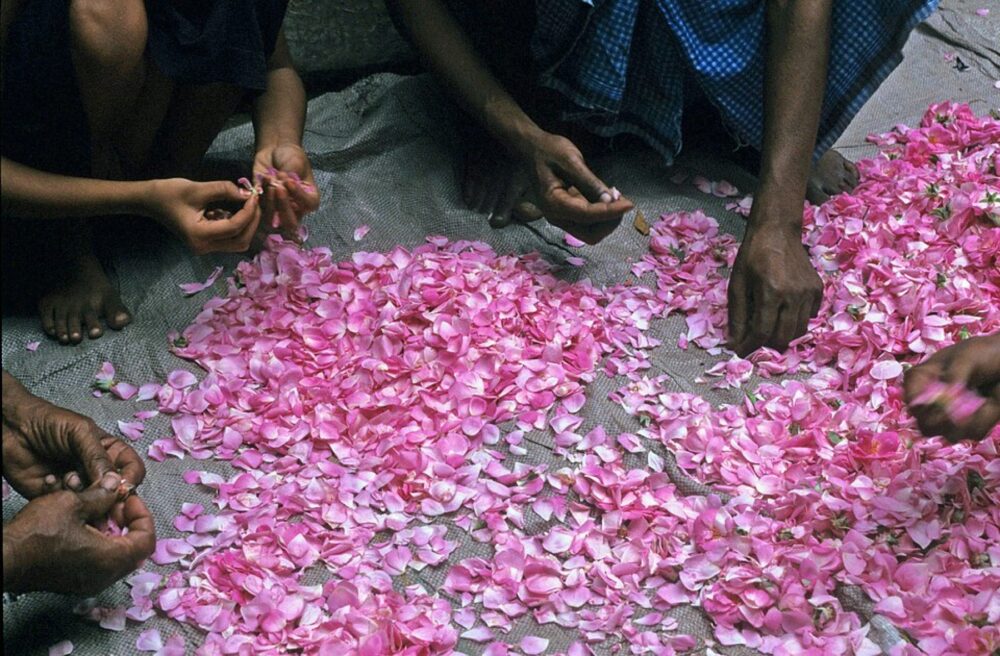 Close-up of scattered red rose petals used to illustrate the material and color checks in this guide