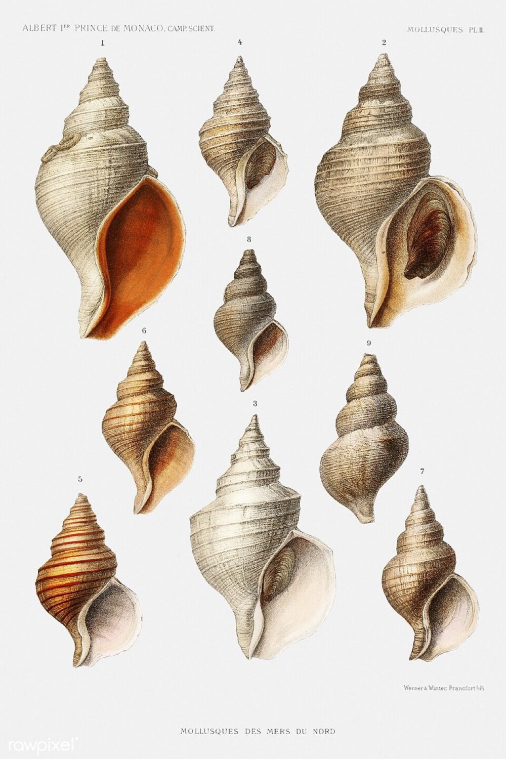 Vintage illustration showing multiple conch shell varieties, helpful for visualizing different shell types that affect bulk craft pricing.