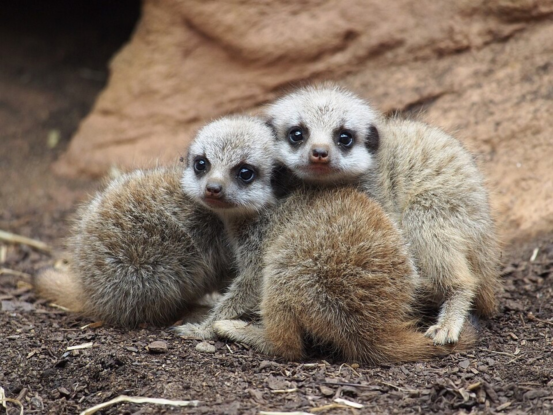 Adult meerkat standing on hind legs beside young meerkats in sand