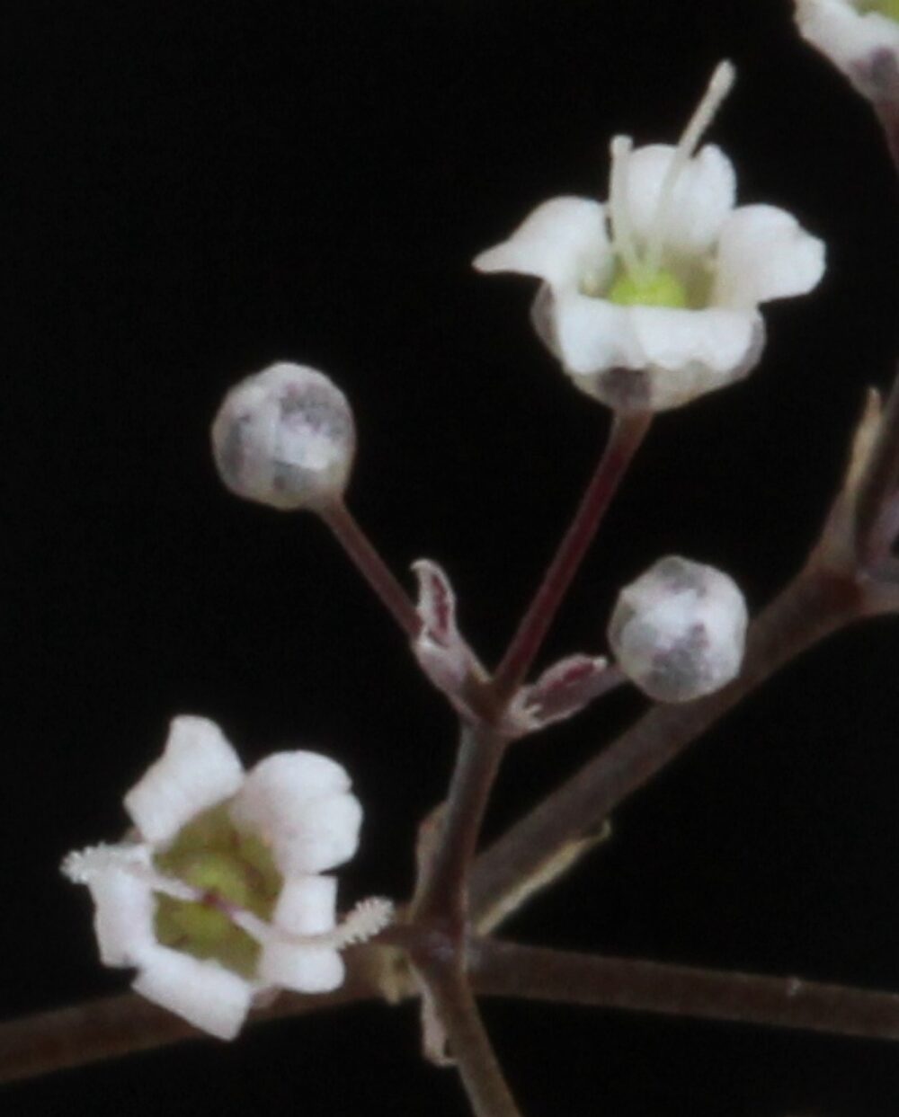 Close-up of baby's breath flowers, showing many tiny blooms per stem.