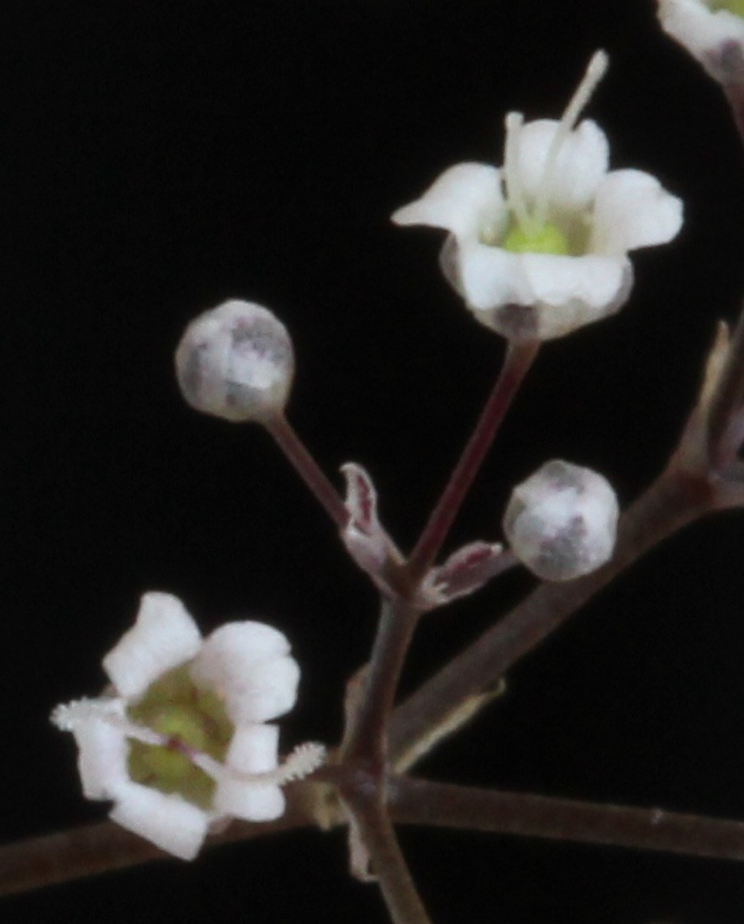 Close-up of baby's breath flowers, showing many tiny blooms per stem.
