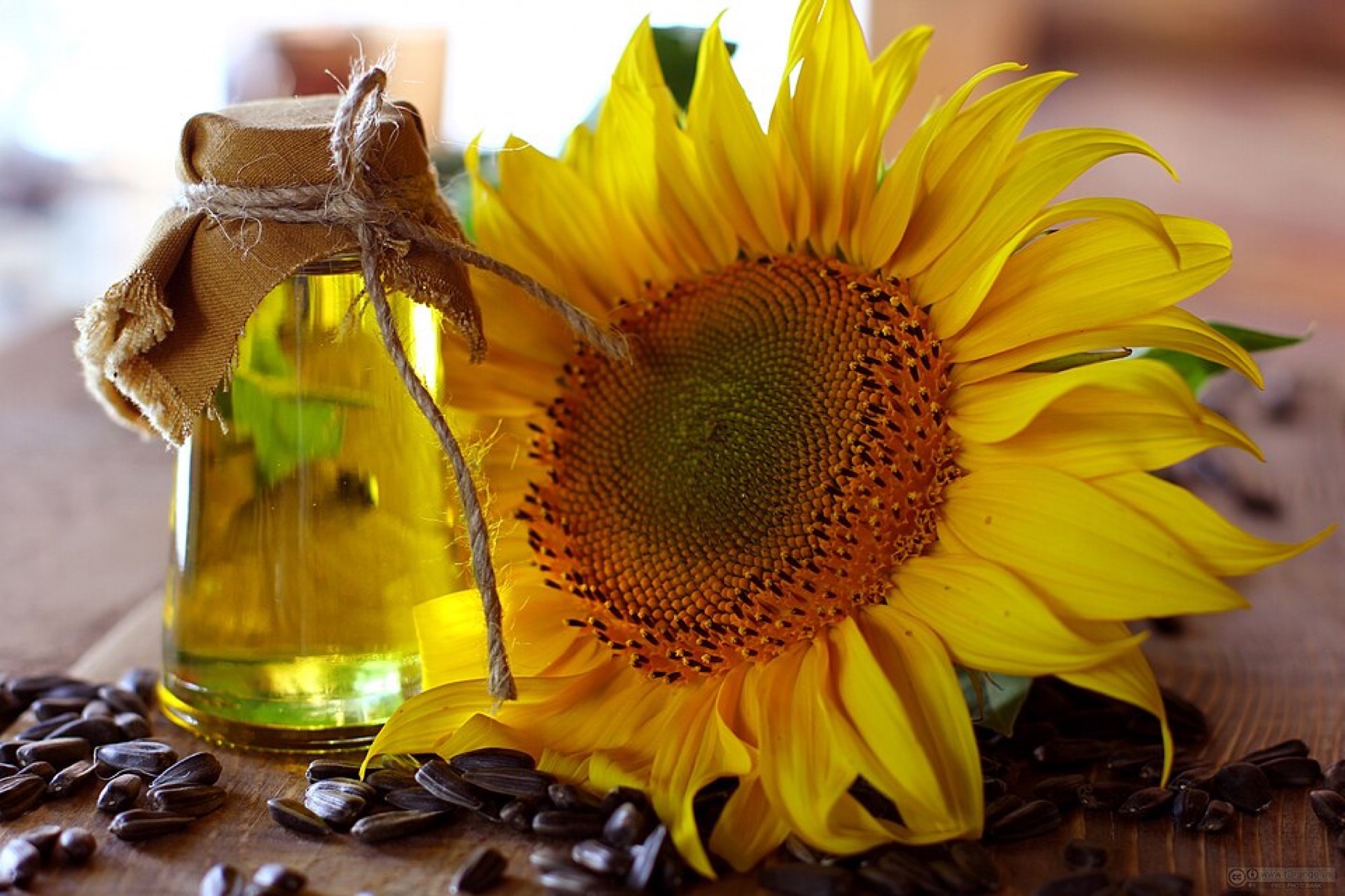Bottles of refined sunflower oil next to a sunflower head