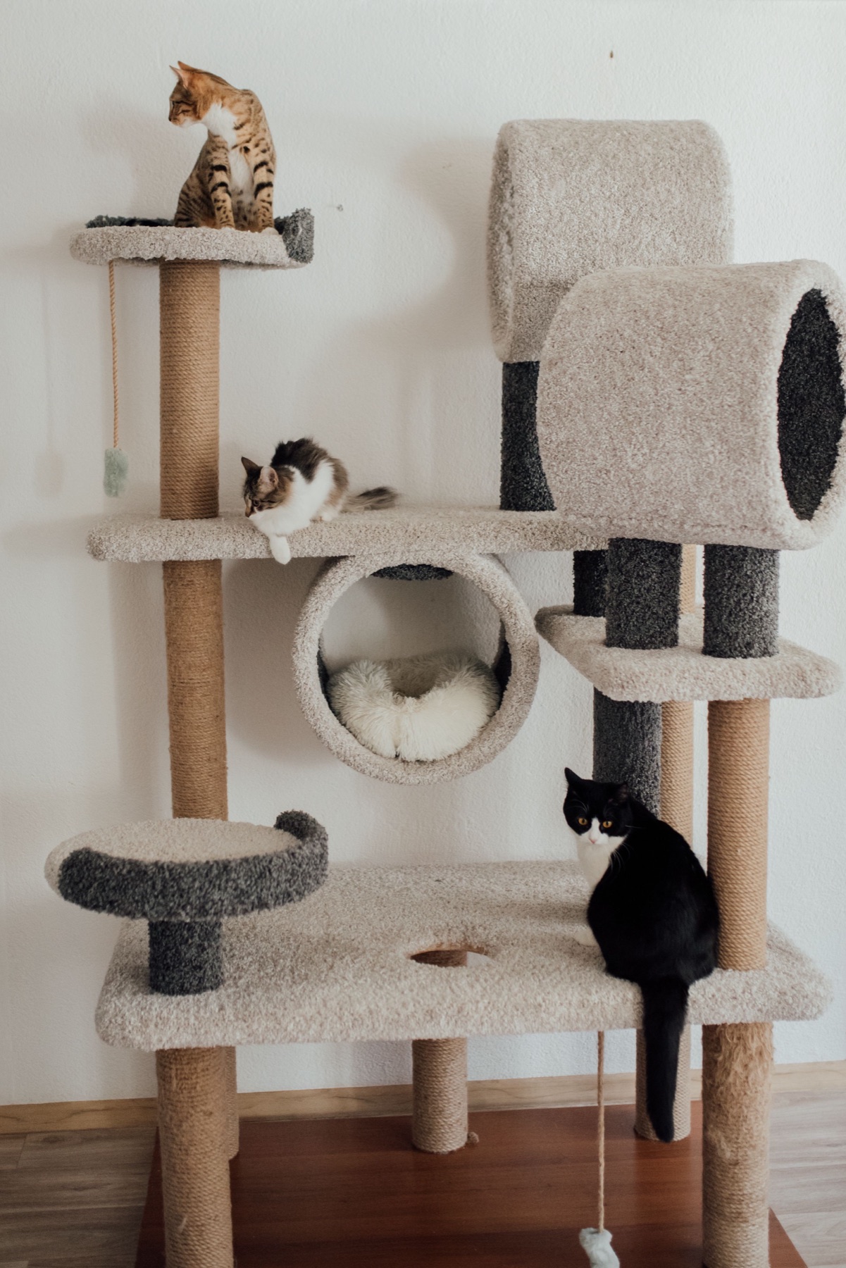 Cat on a multi-level cat tree in a living room