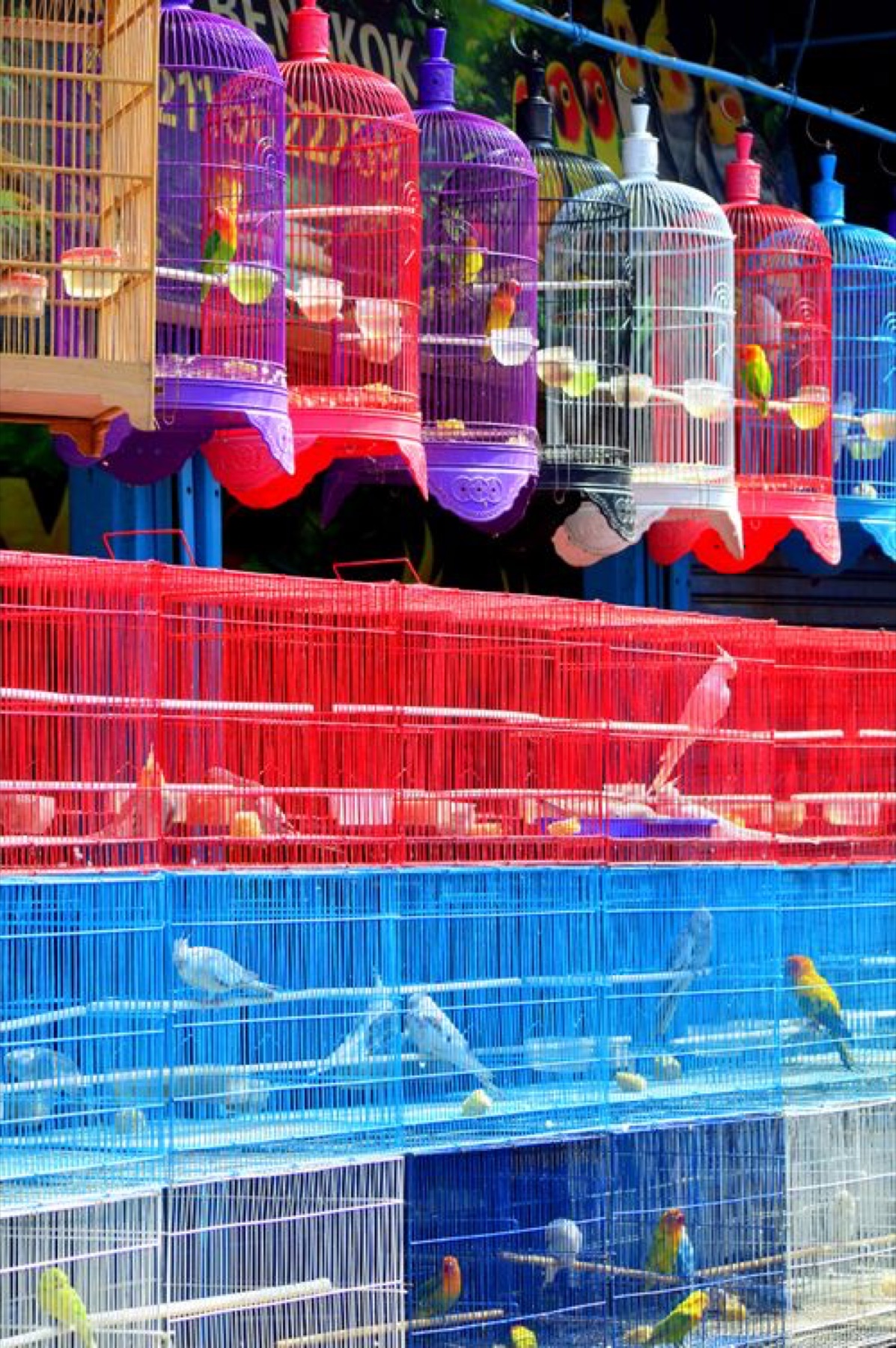 Colorful bird cages displayed in a wholesale market
