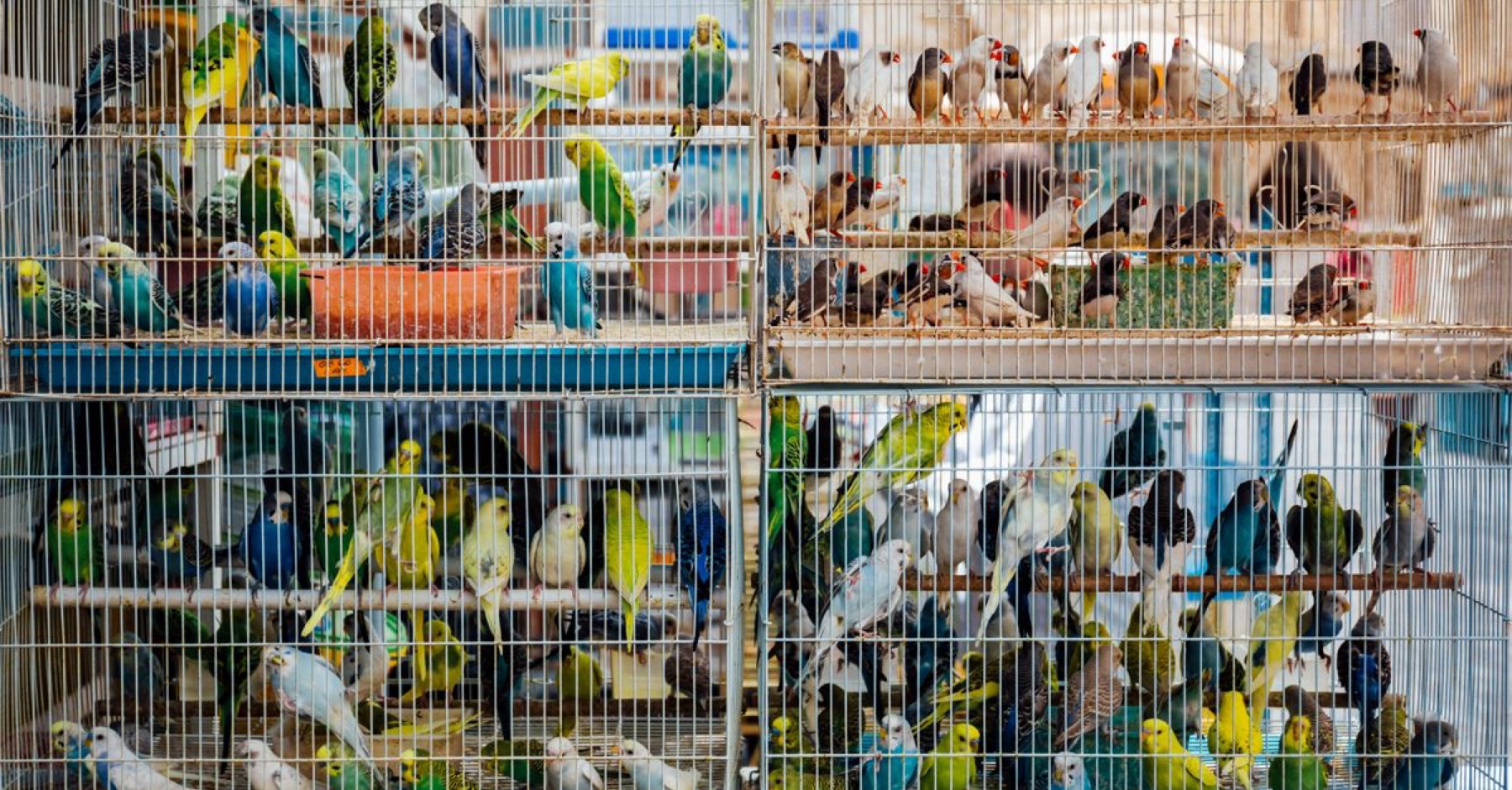 Parakeets in a cage, illustrating bird housing considerations