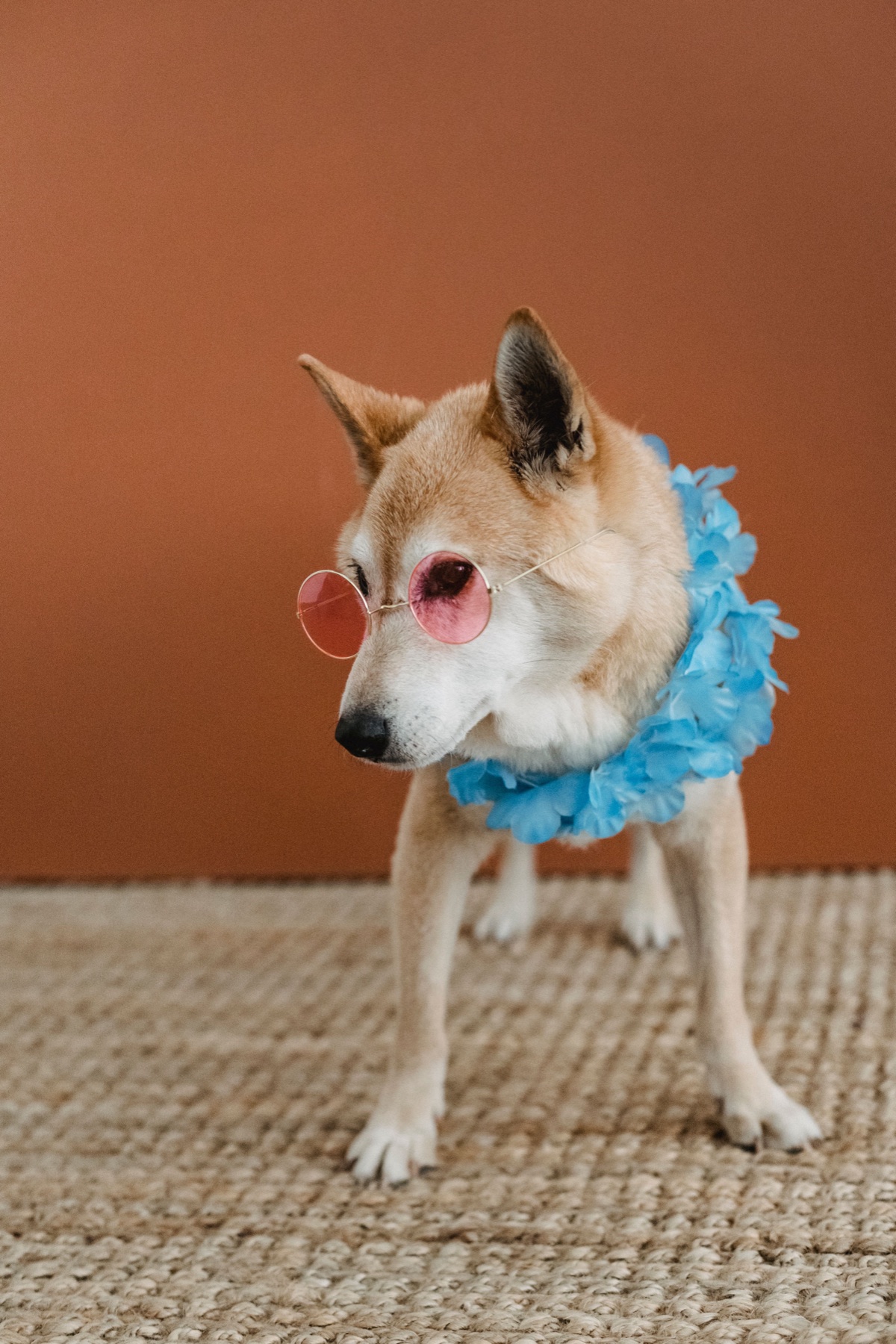 Online sourcing scene illustrating Pet Accessories and Products from China