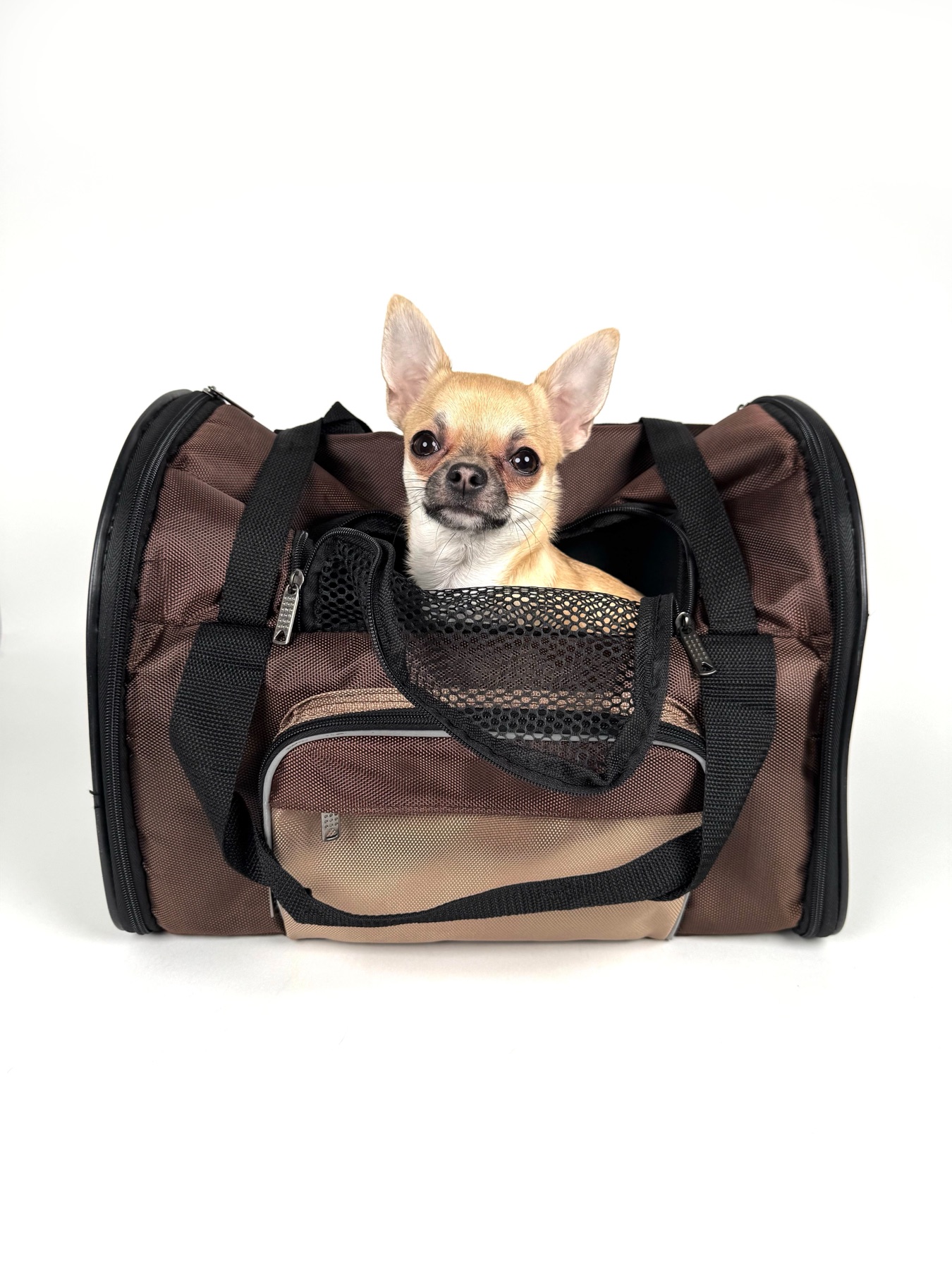 Online sourcing scene illustrating DHgate vs other channels for Pet Accessories and Products from China