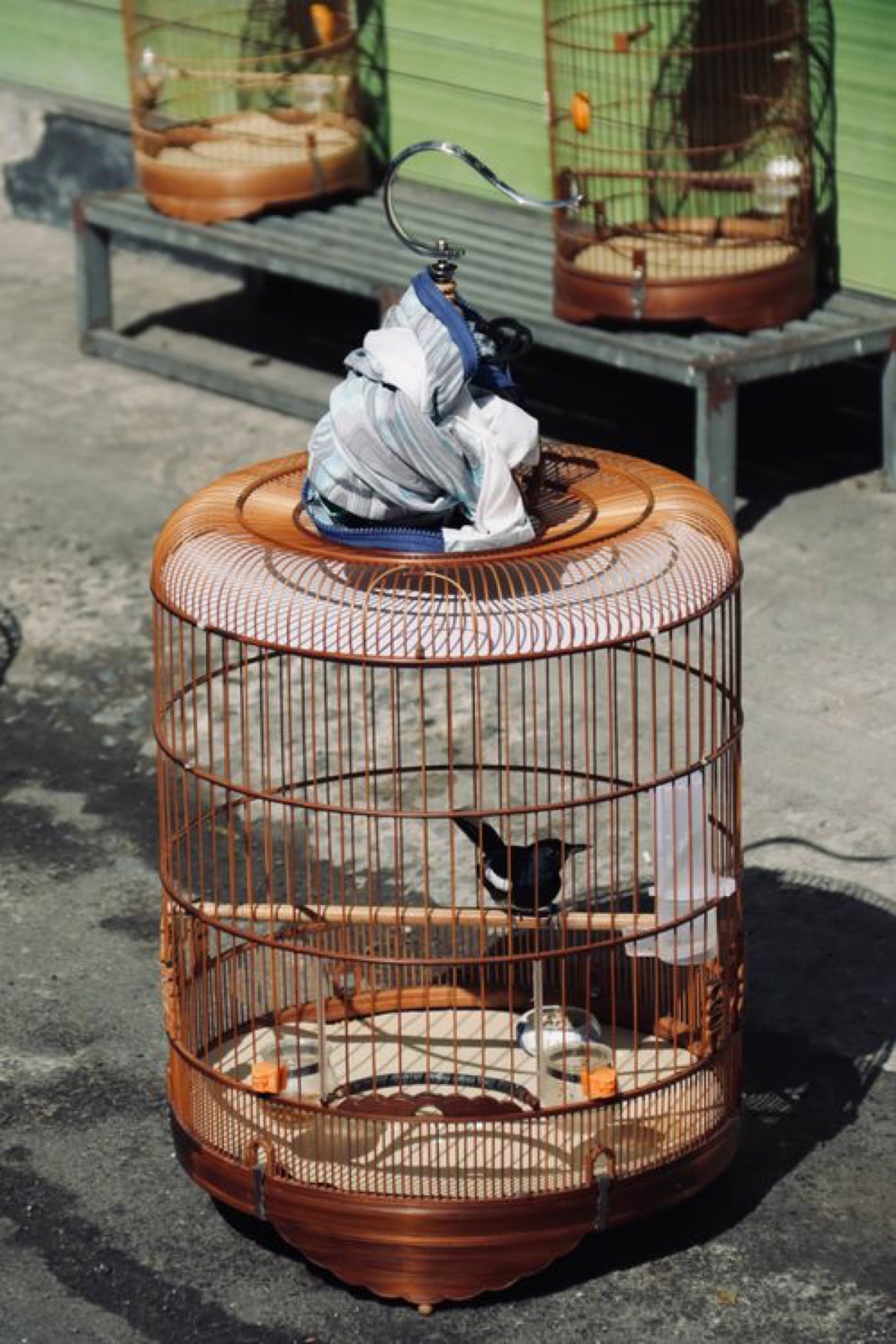 Birds in varied cages along a sidewalk