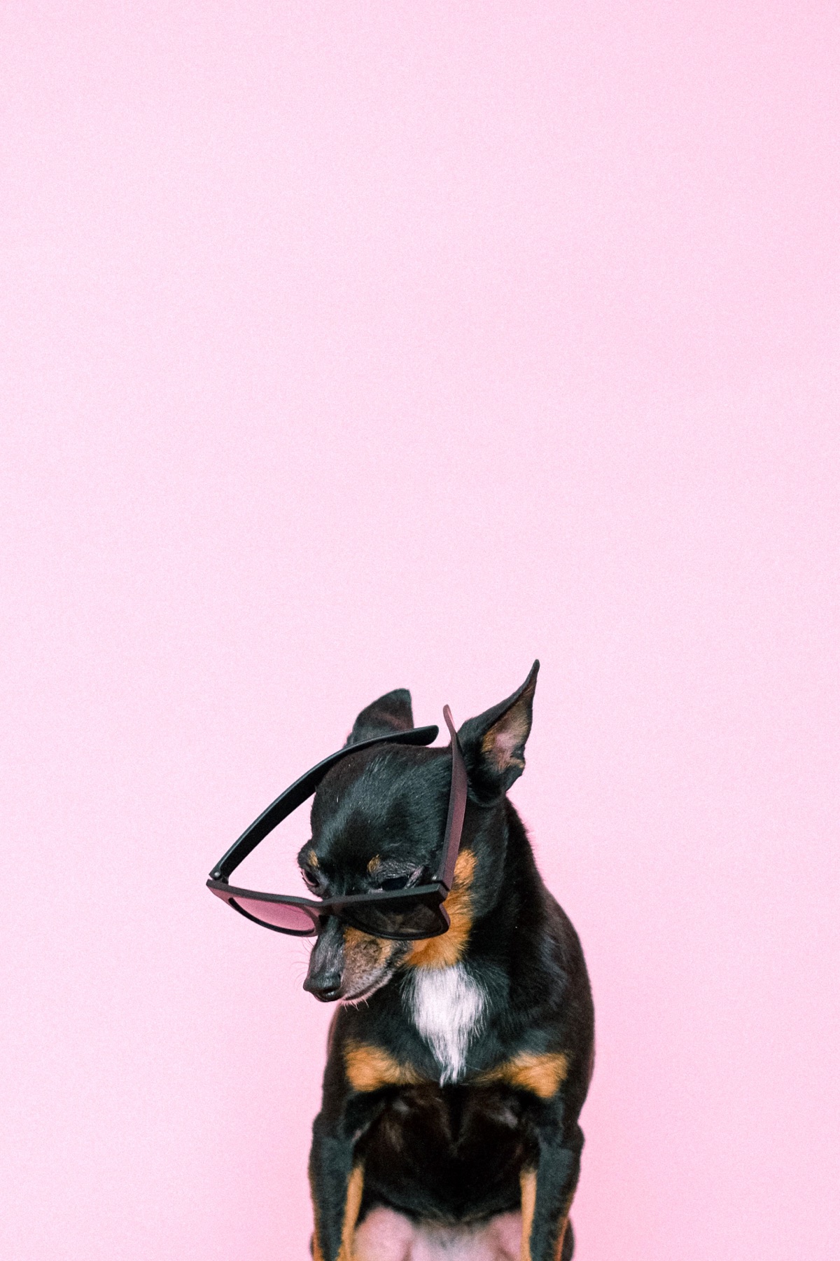 Online sourcing scene illustrating Pet Accessories and Products from China