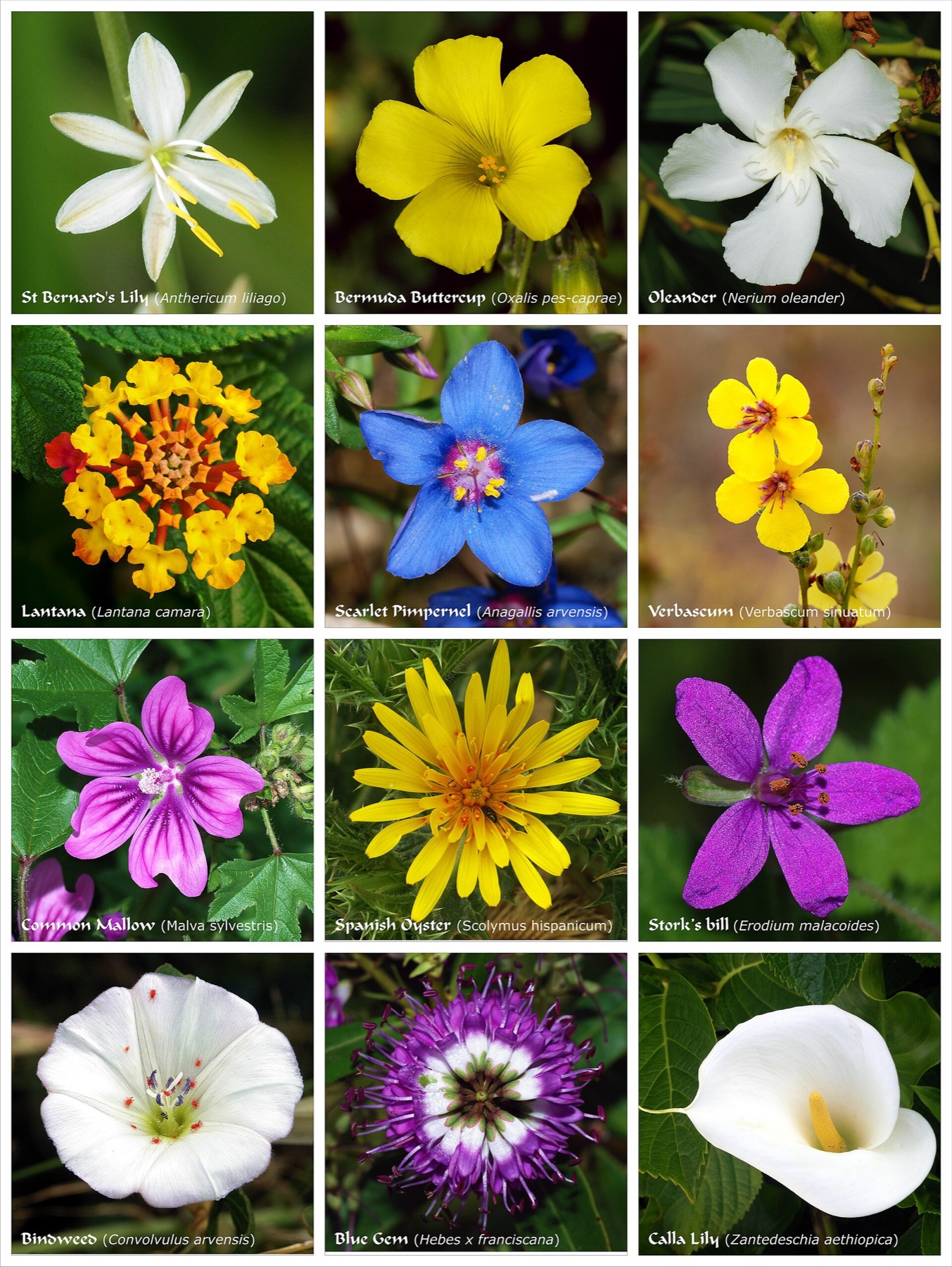 poster-style image of assorted flowers