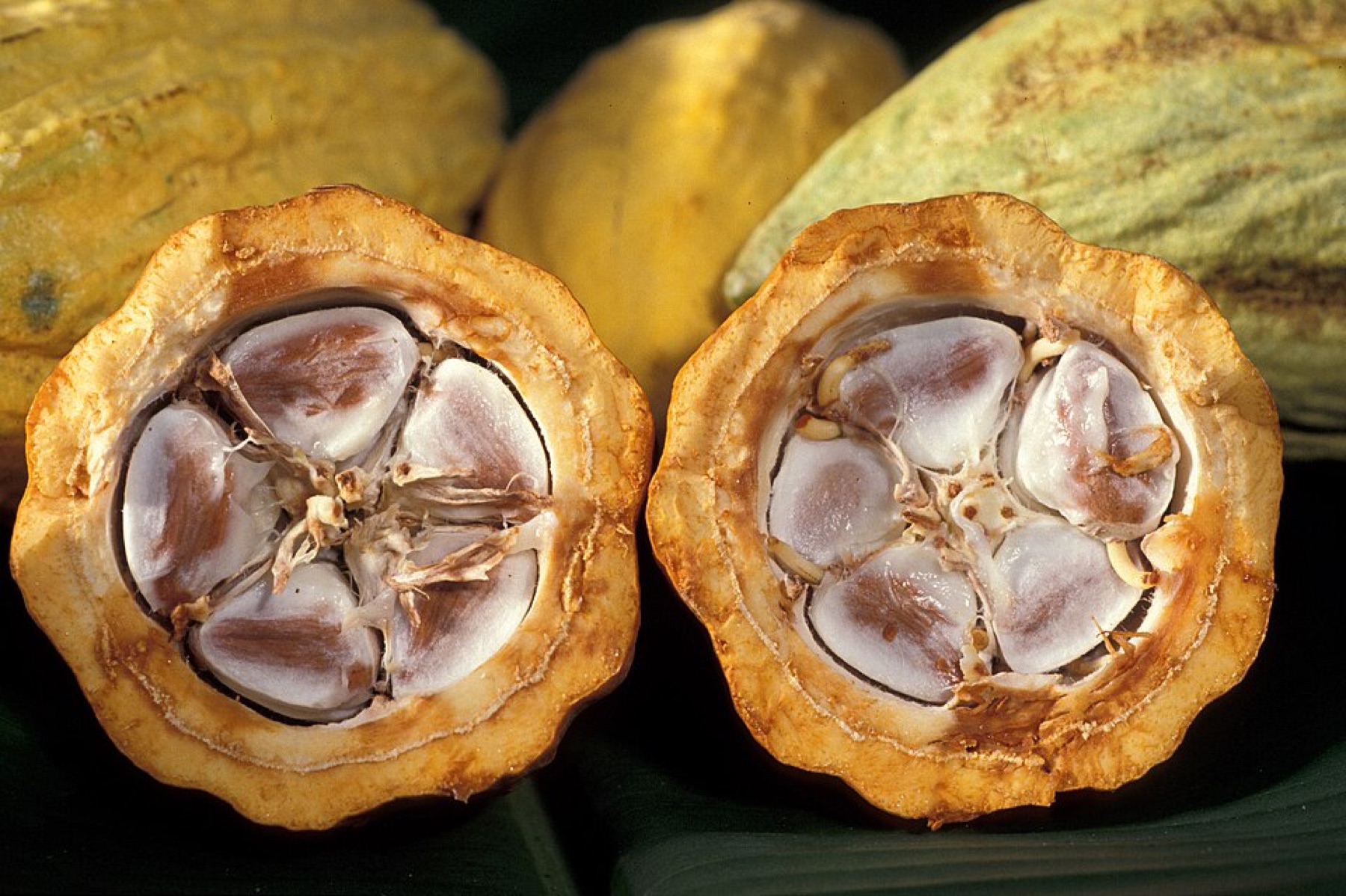 Cocoa pods and beans highlighting the need for food-appropriate packaging