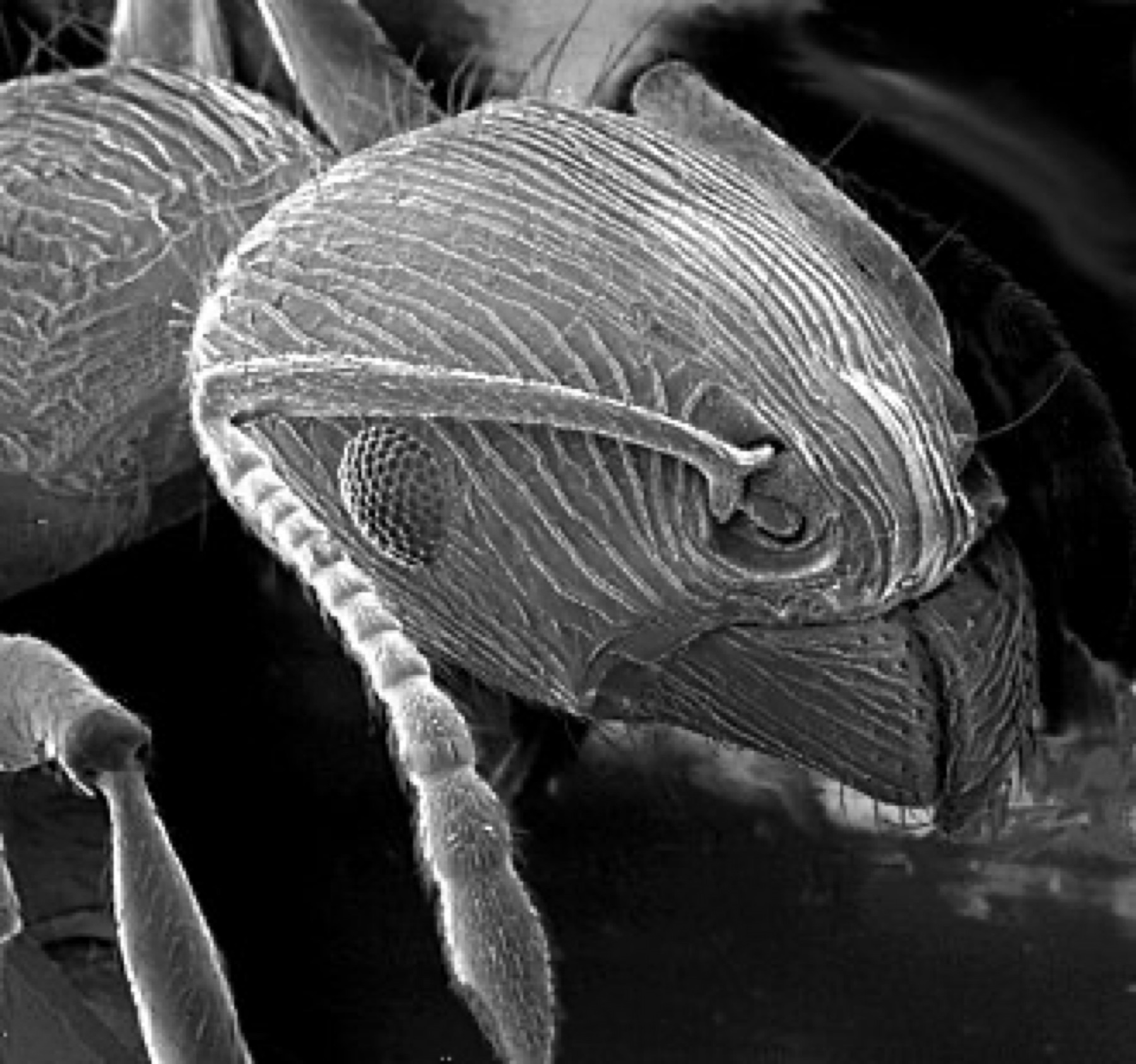Microscopic view of an ant, emphasizing the scientific observation aspect of kits