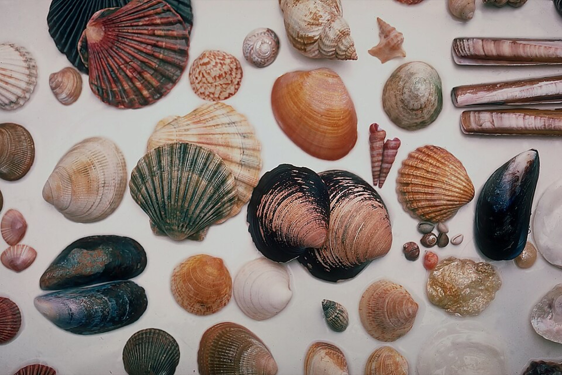 Mixed natural seashells displayed together, similar to the assortments sold in bulk for crafts and decor.