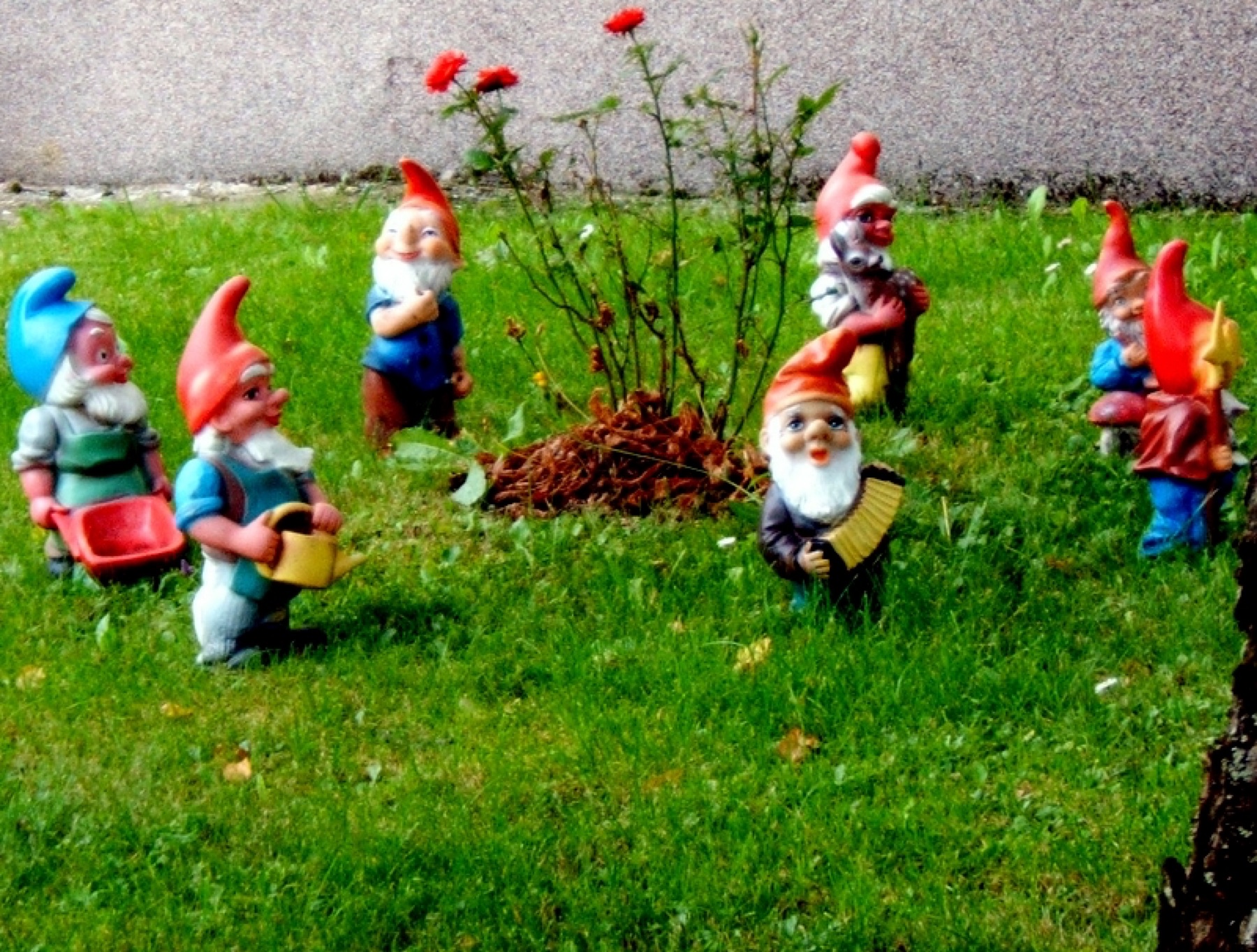 row of seven garden gnomes on a ledge