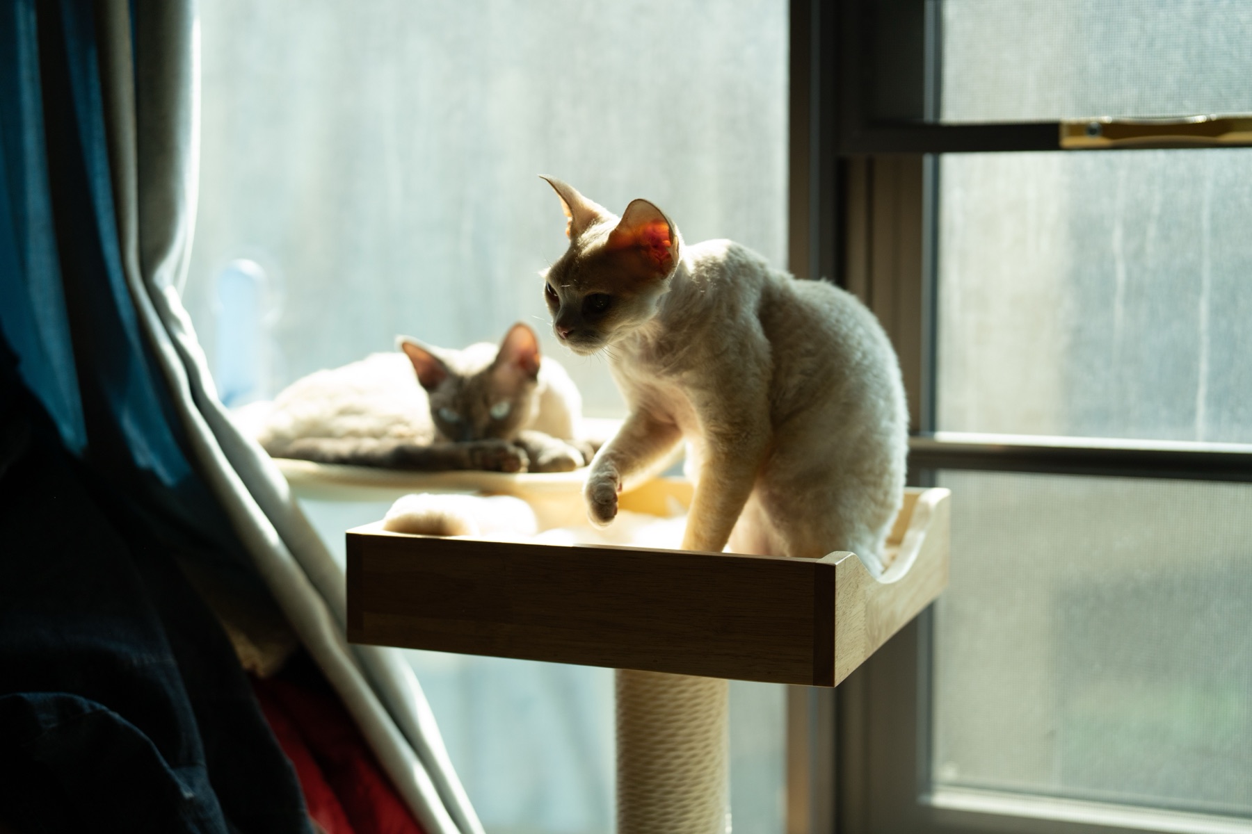 Online sourcing scene illustrating DHgate for Gothic Cat Trees