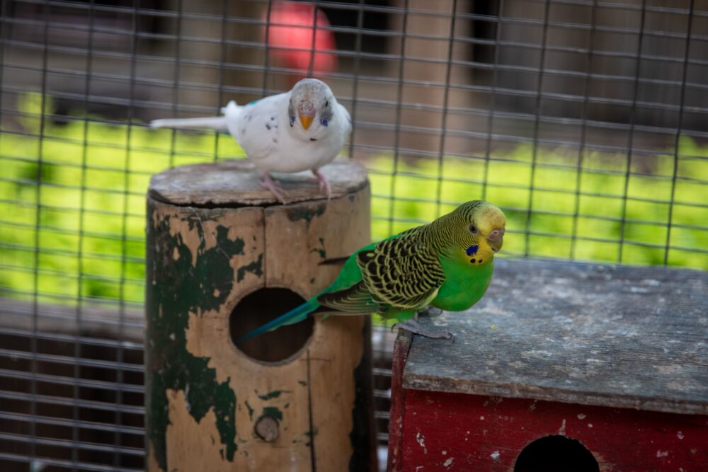 Online sourcing scene illustrating how to evaluate Wholesale Bird and Cage Supplies on DHgate