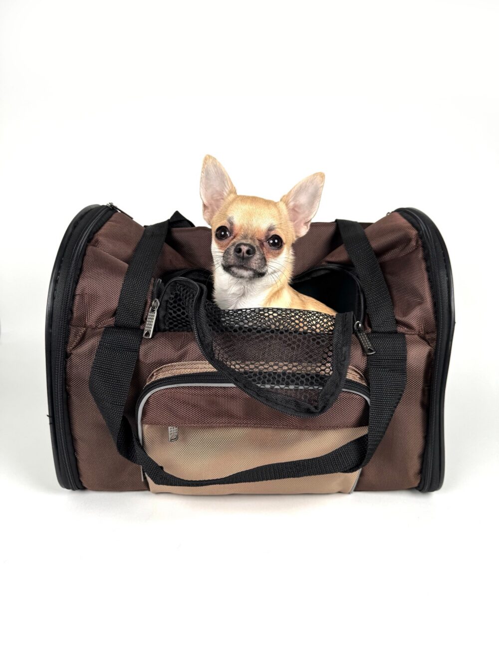 Online sourcing scene illustrating Pet Accessories and Products from China