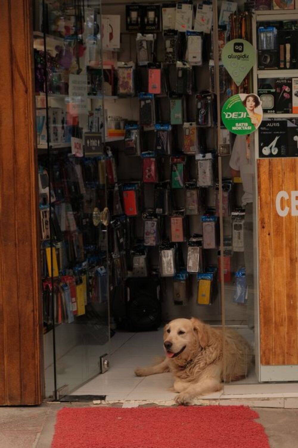 Online sourcing scene illustrating how to find Pet Dropshipping and Shopify Pet Stores on DHgate
