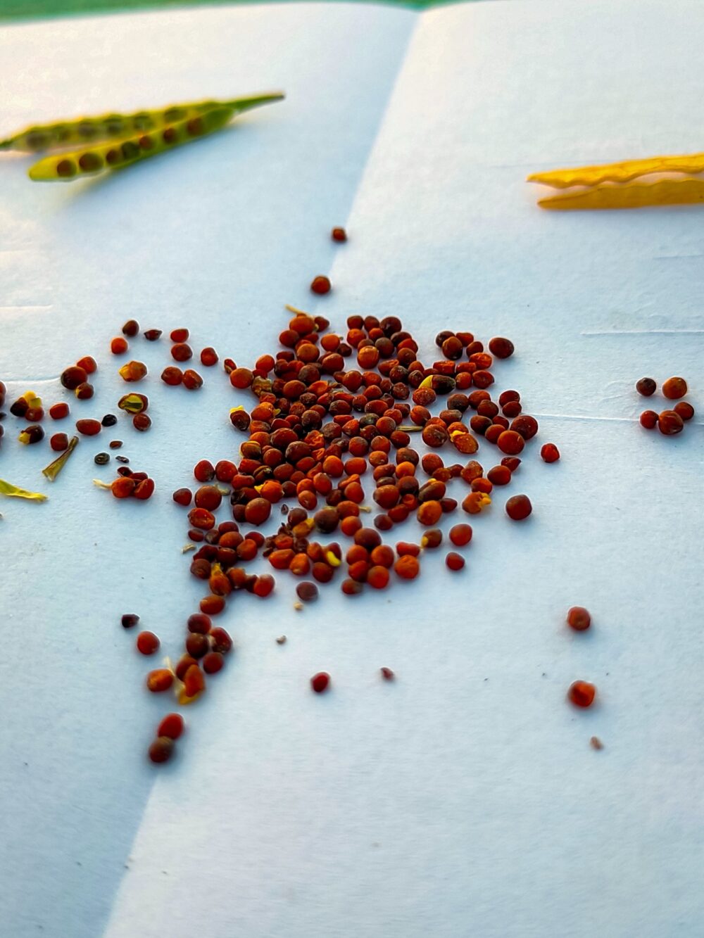 Online sourcing scene illustrating DHgate for Red Snacks and Seed Suppliers