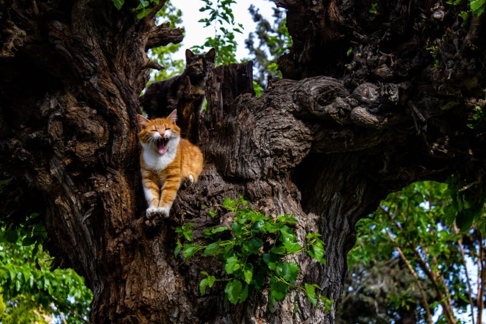 Online sourcing scene illustrating DHgate for Gothic Cat Trees